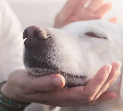 Les animaux